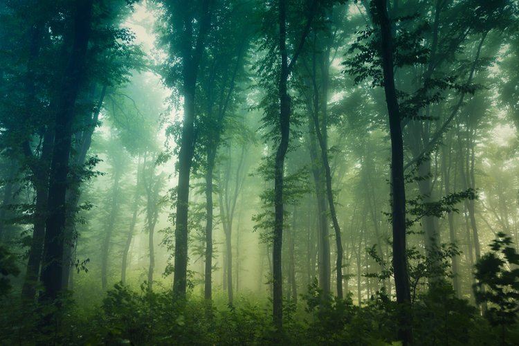 Misty forest with tall, slender trees and dense green foliage, creating a serene atmosphere.